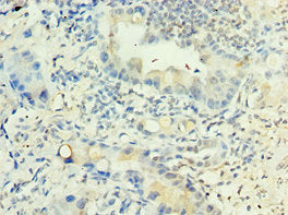 LRG1 Antibody