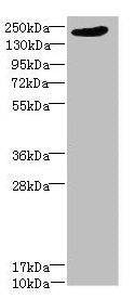 LRP4 Antibody
