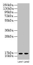 LSM4 Antibody