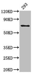 LTA4H Antibody