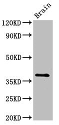 Lum Antibody