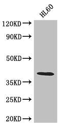 LUZP2 Antibody