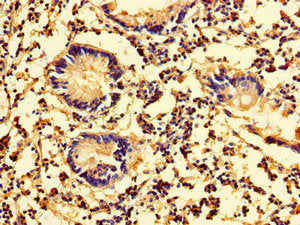 LXN Antibody