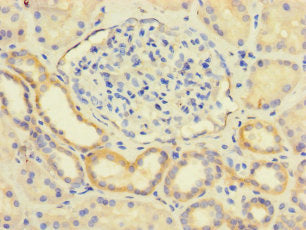 LY96 Antibody