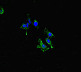 LYN Antibody