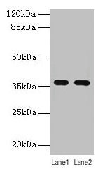 LYPD3 Antibody