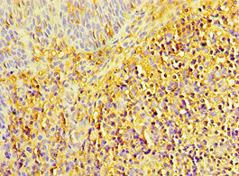LYZ Antibody