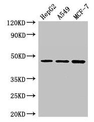 MAEA Antibody