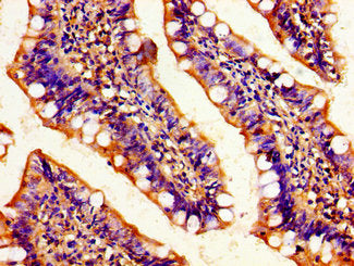 MAF Antibody