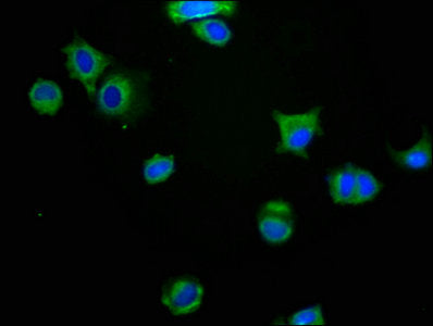 MAG Antibody