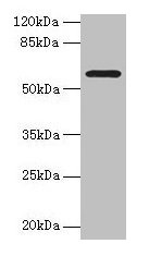 MAOA Antibody