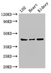 MAP2K1 Antibody