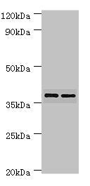 MAP2K3 Antibody