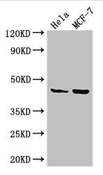 MAP2K4 Antibody