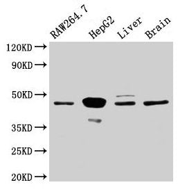 Map2k4 Antibody
