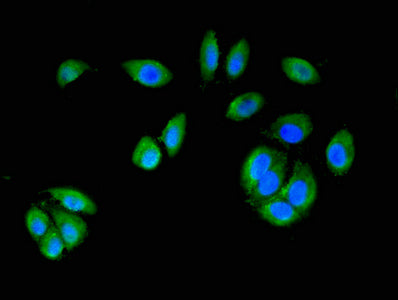 MAP2K6 Antibody