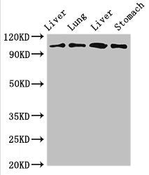 MAP3K13 Antibody