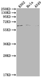 MAP3K7 (Ab-187) Antibody