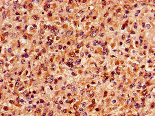MAP4 Antibody
