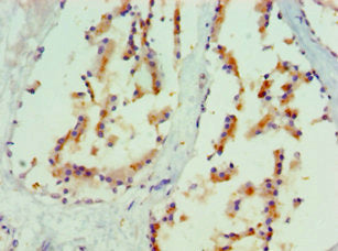 MAPK13 Antibody