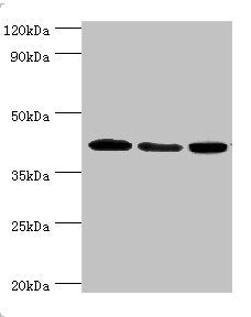 MAPK13 Antibody