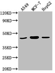 MAPK14 Antibody