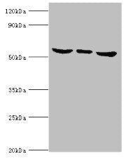 MAPK15 Antibody