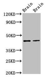 MAPK3 Antibody