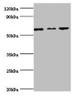 MAPK4 Antibody