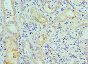 MAPK7 Antibody