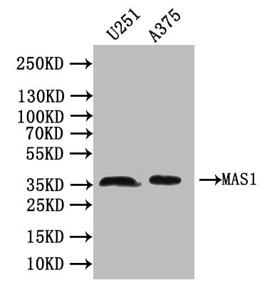 MAS1 Antibody