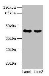 MAS1L Antibody