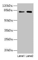 MASP1 Antibody