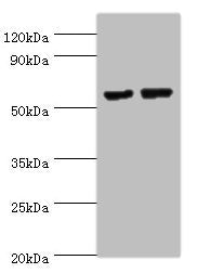 MATN3 Antibody