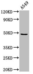 MAZ Antibody