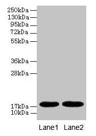 MB Antibody
