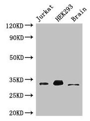MBD3 Antibody