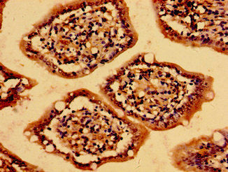 MC4R Antibody
