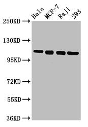 MCM2 Antibody