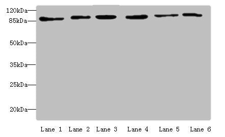 MCM3 Antibody