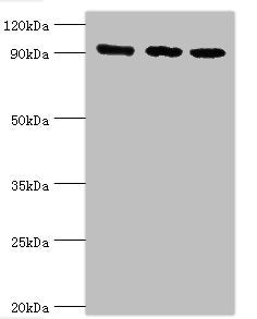 MCM3 Antibody