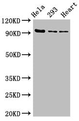 MCM4 Antibody