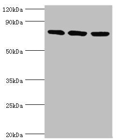 MCM5 Antibody