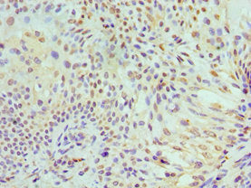MCM7 Antibody