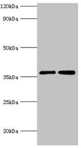 MDH2 Antibody