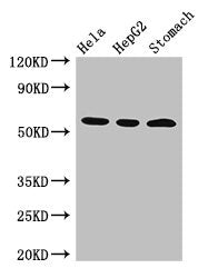 MDM4 Antibody