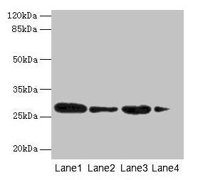 MED7 Antibody