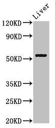 MEIS2 Antibody