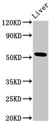 METAP2 Antibody