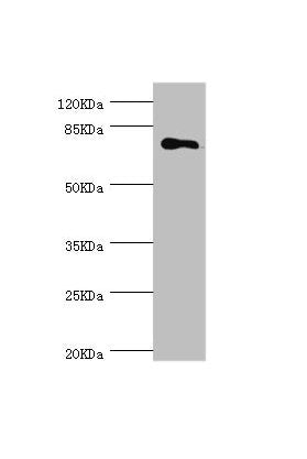 MGAT1 Antibody